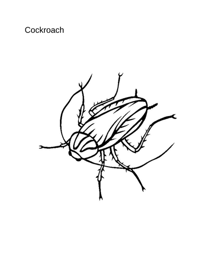Coloring Book